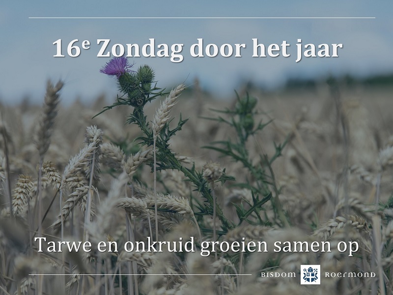 Zondag 23 juli 2023 – 16e Zondag door het jaar 
