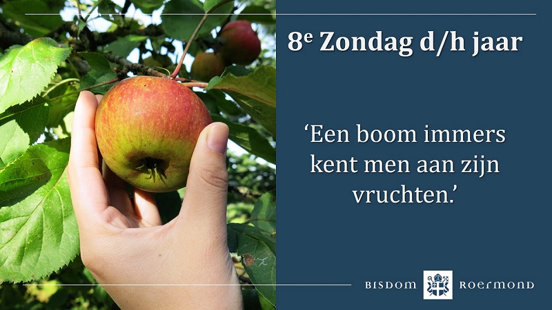 Zondag 2 maart 2025 – 8e Zondag door het jaar